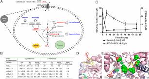 The earlier the detection of prostate cancer, the better the patient's chance of survival is. Enzyme Mediated Depletion Of Serum L Met Abrogates Prostate Cancer Growth Via Multiple Mechanisms Without Evidence Of Systemic Toxicity Pnas