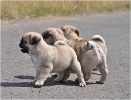 3 Aylik 3 Adet Pug Yavrusu Ucretsiz Gonullu Hayvan Sahiplendirme Facebook