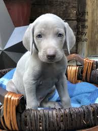 Find free puppies near me, adopt a puppy, buy puppies direct from kennel breeders and puppy owners in switzerland. Weimaraner Dog Breeder In Sevierville Tennessee Usa Weimaraner Puppies Weimaraner Dog Breeder
