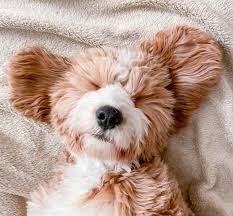 Which may cause you to wonder, how do you get a puppy to sleep through the night? Help How Do I Get My Puppy To Sleep Through The Night The Puppy Academy