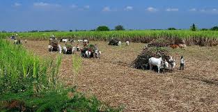 Colheita de cana-de-açúcar da Índia tem atrasos com impactos da Covid-19 no  país | Cana Online