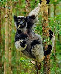 Lemur Indri From The Island Of Madagascar Madagascar Animals Giant Animals Weird Animals