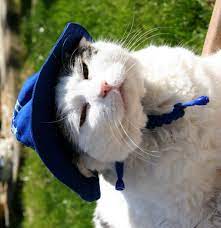 Salty Cat Sick Of Salty Dogs And Patiently Wearing A Sun Hat Cat Dressed Up Cats With Hats Cat Model