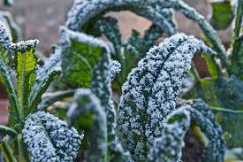 Your garden will provide you with vegetables well into the fall. Planting Summer Vegetables For Late Season Fall Harvest