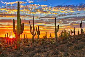 Arizona desert at sunset with saguaro cacti in sonoran desert near phoenix. Az Bucket List 21 Best Places To Visit In Arizona Our Escape Clause