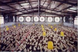 Dexchem industries sdn bhd was incorporated in malaysia and commenced business on 1st september 2001.our principal are: Big Integrated Poultry Players Less Impacted By Higher Feed Costs The Star