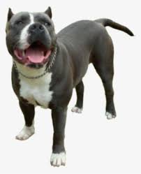 In order to print a coloring page, move the cursor over it and click on the printer icon that appears in the upper right corner. Pitbull Png Transparent Pitbull Png Image Free Download Pngkey
