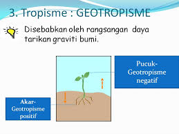 Rangsangan rasa sejuk dengar bunyi lihat imej. Gerak Balas Tumbuhan Ehforest