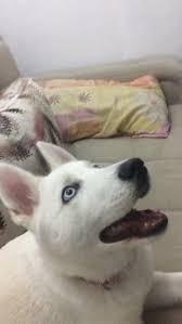 4 Aylik Beyaz Husky Uluslararasi Karneli Tum Asilari Tam 587 Husky