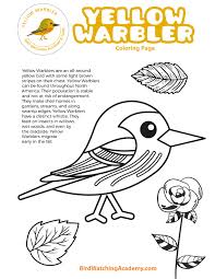 Search through 52689 colorings, dot to dots, tutorials and silhouettes. Yellow Warbler Coloring Page Bird Watching Academy