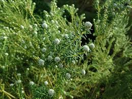 Image result for Phylica ericoides
