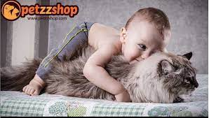 turkiye nin en buyuk online pet shop magazasi kedi kopek evcil hayvanlar