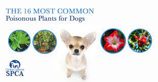 The 15 Most Common Poisonous Plants For Dogs