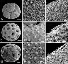 Image result for Xenostegia