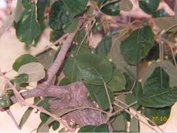 Image result for Vitex madiensis