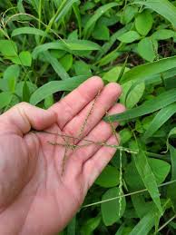 Image result for Urochloa umbellata