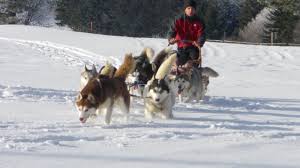 To take photographs of the huskies during the peak season. Reve De Nord Balade En Traineau Sondernach Visit Alsace