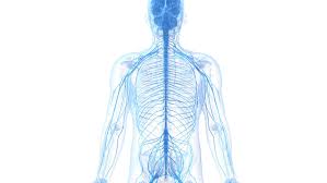 • there are more than 10 billion nerve cells in the spinal cord. Learn About The Peripheral Nervous System