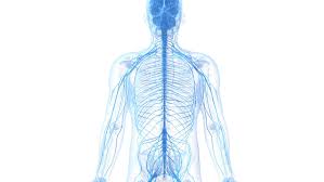 These activities will help your students Learn About The Peripheral Nervous System