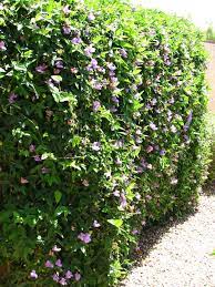 Pin By Kroutii Iouliia On Backyard In The Desert Desert Landscaping Plants Fast Growing Vines