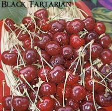 Black Tartarian Cherry Dave Wilson Nursery