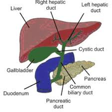 • biliary ducts are subdivided into intrahepatic and extrahepatic ducts. Color Online Anatomy Of The Biliary System Download Scientific Diagram