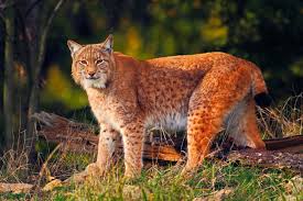 Copyrights © 2012 lynx auto. International Lynx Day 2020 Invitation And Event List Interreg