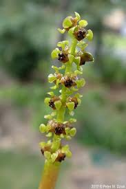 Image result for Potamogeton