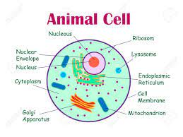 Animal Cell Diagram Illustration Royalty Free Cliparts Vectors And Stock Illustration Image 54120072