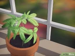 These pictures, (sorry for the poor quality), are a couple of days old so i acctually have even more growing now!.!.!. How To Grow A Sensitive Plant Mimosa Pudica Wikihow