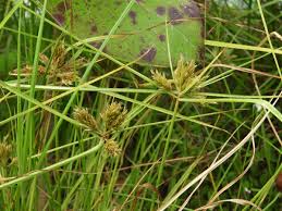 Image result for Cyperus sp.no.6