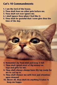 Pls To Follow These Cats Cute Animals Cute Cats