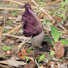 Image result for Amorphophallus abyssinicus