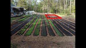 We did not find results for: New Garden Beds No Till With Chickens Youtube