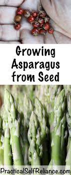Growing Asparagus From Seed Growing Asparagus From Seed Growing Asparagus Asparagus Seeds