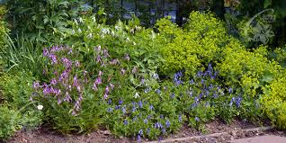Maybe you would like to learn more about one of these? Wszystko O Powojnikach Clematis Zrodlo Dobrych Pnaczy