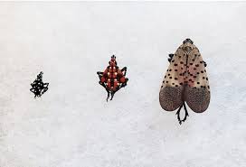 Penn state reports that the following. When And How To Kill Spotted Lanternflies Fall Control Is The Answer