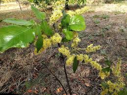 Image result for Lannea schweinfurthii