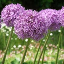 15 graines allium giganteum ail geant d ornement luk giant onion ail d ornement jardin massif jardiniere