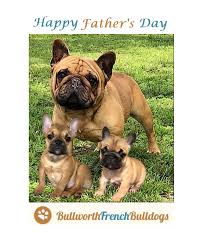 Bullworth French Bulldogs Bullworthfb Twitter