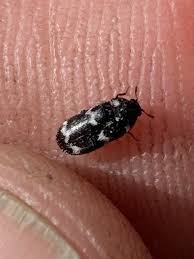 Image result for Maytenus undata