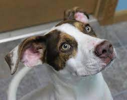Adopt Carlos On Petfinder Dogs Humane Society Adoption