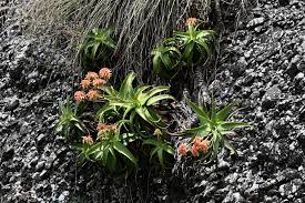 Image result for Embelia welwitschii