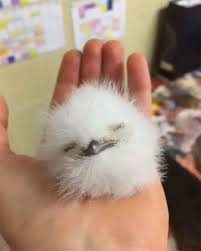 Maybe you would like to learn more about one of these? 28 Cute Frogmouth Babies That Have Very Expressive Looks Bored Panda