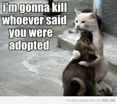 Lol Too Cuutteeeee Funny Cats And Dogs Funny Animal Memes Funny Animal Pictures