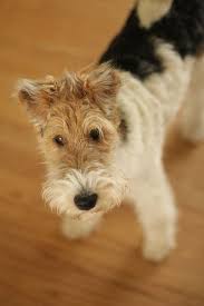 Pin On I M A Dog Person