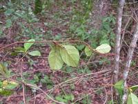 Image result for Triclisia