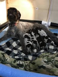 .for sale in germany near you. German Wirehaired Pointer Puppies For Sale Glyndon Mn 314332