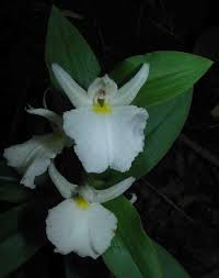 Image result for Brachycorythis