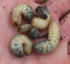 qui sont ces droles de larves dans mon compost systeme aquaponique jardin de legumes jardinage potager